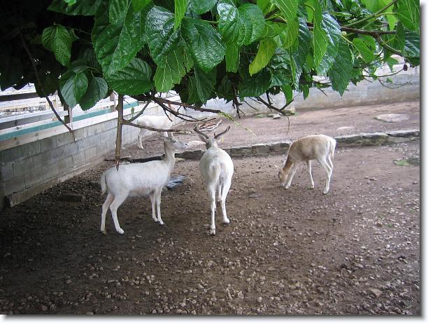 Diapositiva siguiente